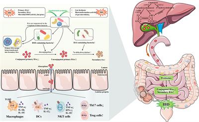 Regulation of gut microbiota-bile acids axis by probiotics in inflammatory bowel disease